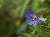 Geranium pratense 58, Beemdooievaarsbek, Saxifraga-Jan van der Straaten