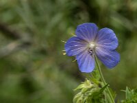 Geranium pratense 59, Beemdooievaarsbek, Saxifraga-Jan van der Straaten