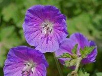 Geranium pratense 1, Beemdooievaarsbek, Saxifraga-Willem van Kruijsbergen
