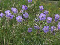 Geranium pratense 11, Beemdooievaarsbek, Saxifraga-Rutger Barendse