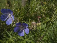 Geranium pratense 12, Beemdooievaarsbek, Saxifraga-Jan van der Straaten