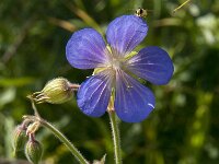 Geranium pratense 13, Beemdooievaarsbek, Saxifraga-Jan van der Straaten