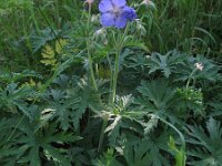 Geranium pratense 19, Beemdooievaarsbek, Saxifraga-Rutger Barendse