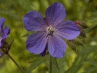 Geranium pratense 2, Beemdooievaarsbek, Saxifraga-Willem van Kruijsbergen
