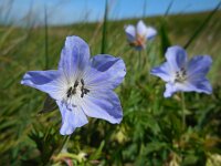 Geranium pratense 20, Beemdooievaarsbek, Saxifraga-Ed Stikvoort