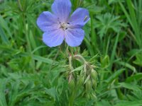 Geranium pratense 22, Beemdooievaarsbek, Saxifraga-Ed Stikvoort : viroin2011