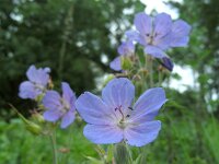 Geranium pratense 23, Beemdooievaarsbek, Saxifraga-Ed Stikvoort : viroin2011