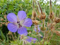 Geranium pratense 26, Beemdooievaarsbek, Saxifraga-Ed Stikvoort