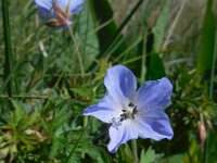 Geranium pratense 28 Beemdooievaarsbek, Saxifraga-Ed Stikvoort