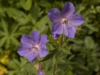 Geranium pratense 3, Beemdooievaarsbek, Saxifraga-Willem van Kruijsbergen