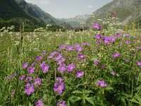 Geranium pratense 30, Beemdooievaarsbek, Saxifraga-Harry Jans