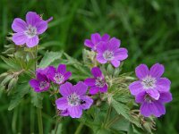 Geranium pratense 31, Beemdooievaarsbek, Saxifraga-Harry Jans