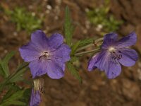 Geranium pratense 4, Beemdooievaarsbek, Saxifraga-Willem van Kruijsbergen