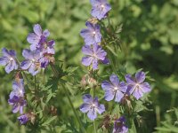 Geranium pratense 5, Beemdooievaarsbek, Saxifraga-Jan van der Straaten