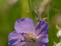 Geranium pratense 6, Beemdooievaarsbek, Saxifraga-Jan Nijendijk