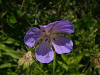 Geranium pratense 7, Beemdooievaarsbek, Saxifraga-Peter Meininger