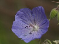 Geranium pratense 8, Beemdooievaarsbek, Saxifraga-Jan van der Straaten