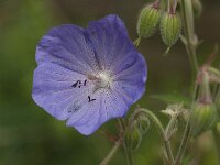 Geranium pratense 9, Beemdooievaarsbek, Saxifraga-Jan van der Straaten