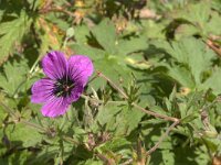 Geranium psilostemon 1, Saxifraga-Jan van der Straaten