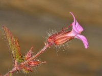 Geranium purpureum 13, Klein robertskruid, Saxifraga-Ab H Baas