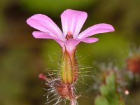 Geranium purpureum 14, Klein robertskruid, Saxifraga-Ab H Baas