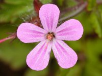 Geranium purpureum 15, Klein robertskruid, Saxifraga-Ab H Baas