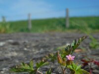 Geranium purpureum 16, Klein robertskruid, Saxifraga-Ed Stikvoort