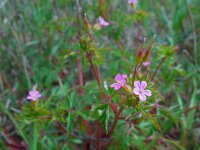 Geranium purpureum 17, Klein robertskruid, Saxifraga-Ed Stikvoort