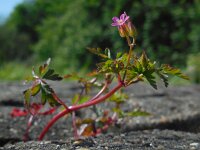 Geranium purpureum 18, Klein robertskruid, Saxifraga-Ed Stikvoort