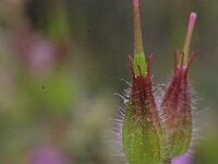 Geranium purpureum 2, Klein robertskruid, Saxifraga-Rutger Barendse