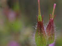 Geranium purpureum 2, Klein robertskruid, Saxifraga-Rutger Barendse