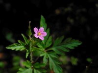 Geranium purpureum 20, Klein robertskruid, Saxifraga-Ed Stikvoort