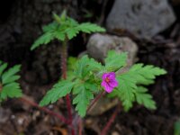 Geranium purpureum 21, Klein robertskruid, Saxifraga-Ed Stikvoort