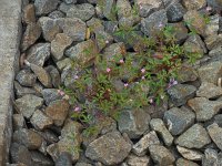 Geranium purpureum 22, Klein robertskruid, Saxifraga-Ed Stikvoort