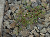 Geranium purpureum 22, Klein robertskruid, Saxifraga-Ed Stikvoort