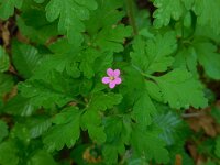 Geranium purpureum 23, Klein robertskruid, Saxifraga-Ed Stikvoort