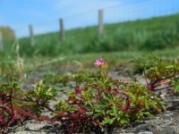 Geranium purpureum 24, Klein robertskruid, Saxifraga-Ed Stikvoort