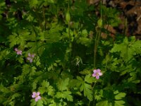 Geranium purpureum 25, Klein robertskruid, Saxifraga-Ed Stikvoort