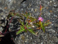 Geranium purpureum 26, Klein robertskruid, Saxifraga-Ed Stikvoort