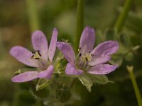 Geranium purpureum 3, Klein robertskruid, Saxifraga-Willem van Kruijsbergen