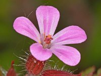 Geranium purpureum 8, Klein robertskruid, Saxifraga-Ab H Baas