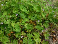 Geranium pusillum 5, Kleine ooievaarsbek, Saxifraga-Ed Stikvoort