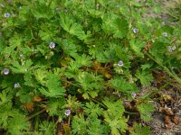 Geranium pusillum 5, Kleine ooievaarsbek, Saxifraga-Ed Stikvoort