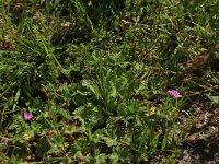 Geranium pusillum, Small-flowered Cranes-bill