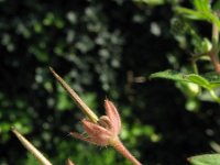 Geranium pusillum 2, Kleine ooievaarsbek, Saxifraga-Rutger Barendse