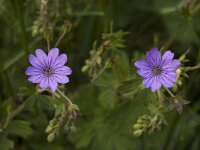 Geranium pyrenaicum, Hedgerow Cranes-bill