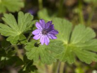 Geranium pyrenaicum 46, Bermooievaarsbek, Saxifraga-Jan van der Straaten