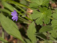 Geranium pyrenaicum 48, Bermooievaarsbek, Saxifraga-Jan van der Straaten