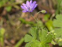 Geranium pyrenaicum 49, Bermooievaarsbek, Saxifraga-Jan van der Straaten