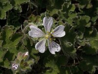 Geranium renardii 1, Saxifraga-Jan van der Straaten